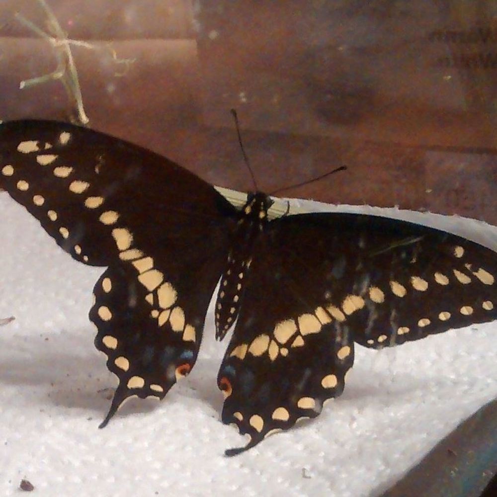 Meet your Posher, Isabella